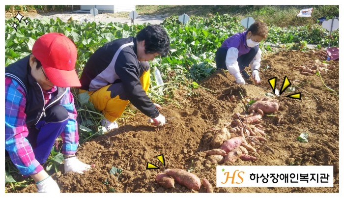 고구마를 수확하는 모습